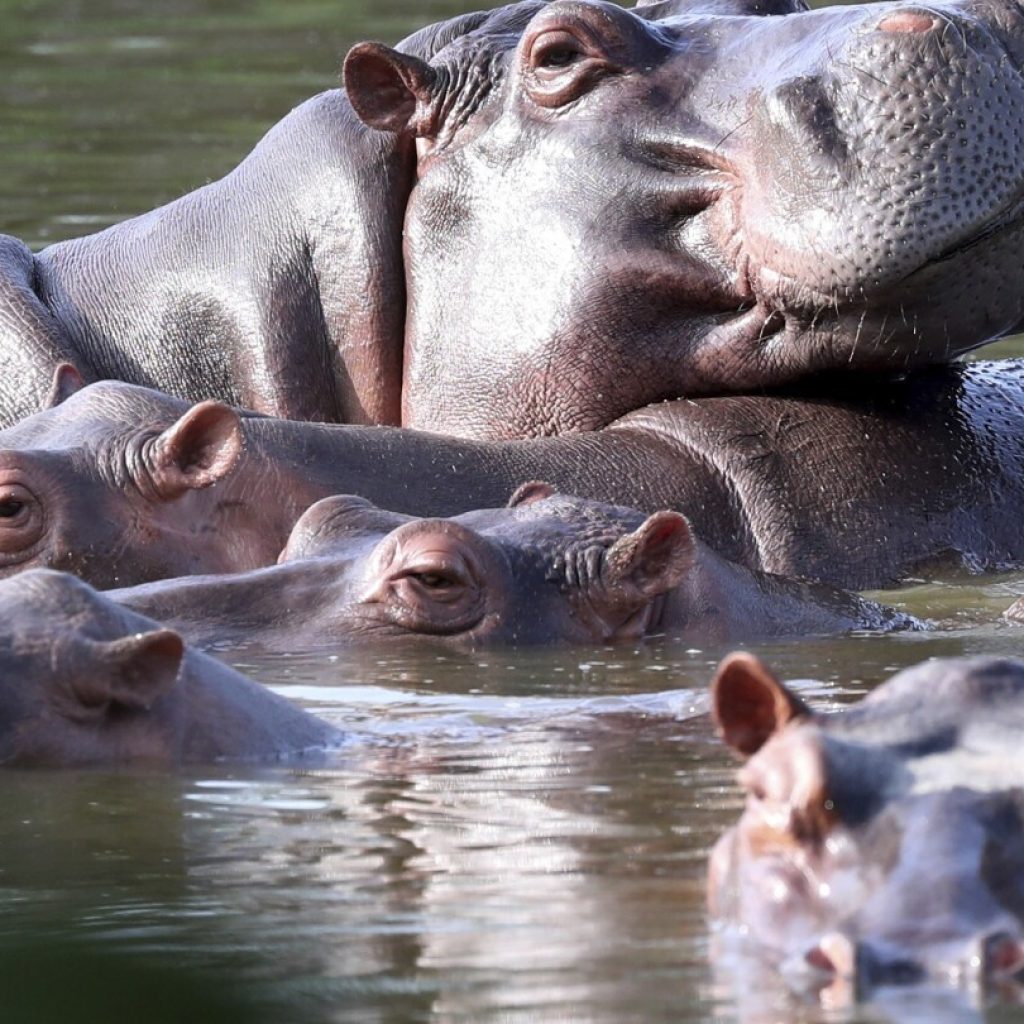 Colombia will try to control invasive hippo population through sterilization, transfer, euthanasia | AP News