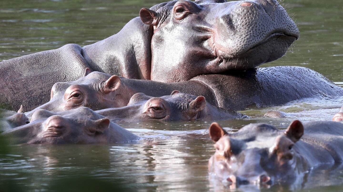 Colombia will try to control invasive hippo population through sterilization, transfer, euthanasia | AP News