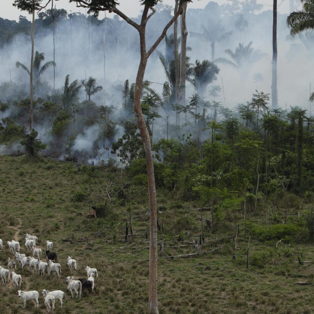 Takeaways from AP’s reporting on an American beef trader’s links to Amazon deforestation | AP News