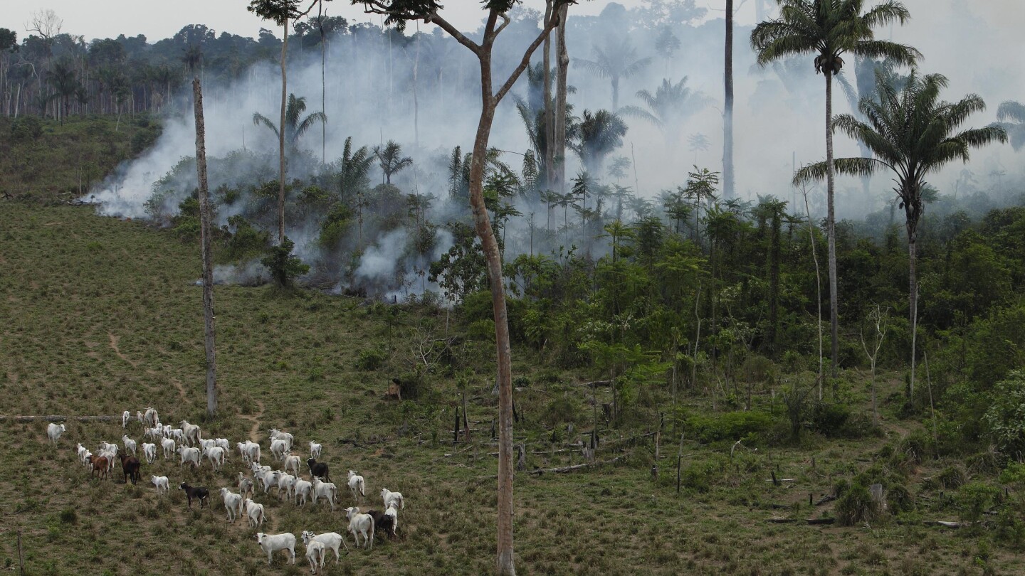 Takeaways from AP’s reporting on an American beef trader’s links to Amazon deforestation | AP News