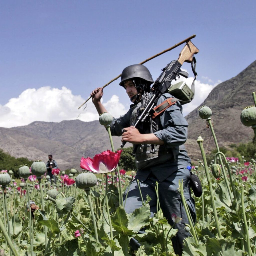 Afghan farmers lose income of more than $1 billion after the Taliban banned poppy cultivation | AP News