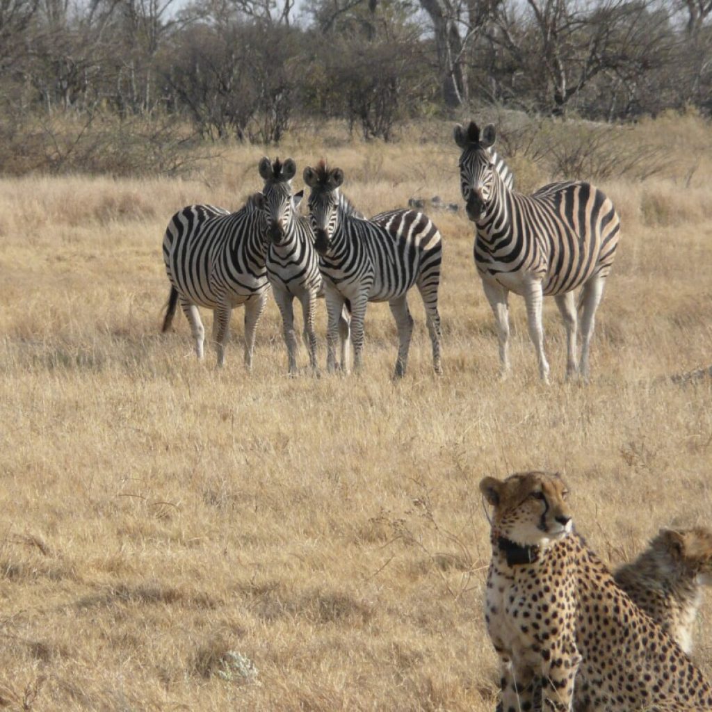 Cheetahs become more nocturnal on hot days. Climate change may up conflicts among Africa’s big cats. | AP News