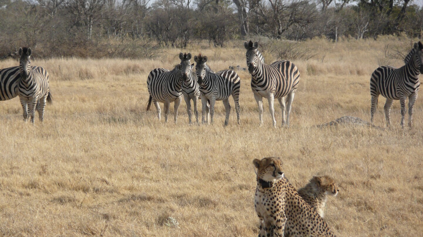 Cheetahs become more nocturnal on hot days. Climate change may up conflicts among Africa’s big cats. | AP News