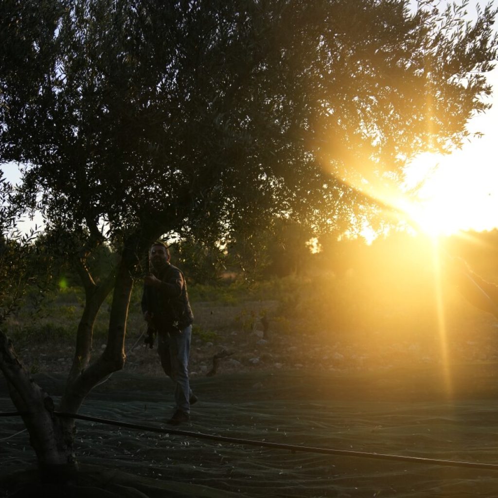 As price of olive oil soars, chainsaw-wielding thieves target Mediterranean’s century-old trees | AP News