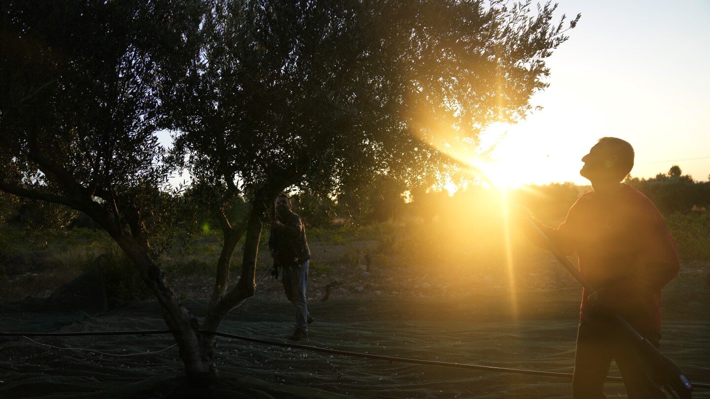 As price of olive oil soars, chainsaw-wielding thieves target Mediterranean’s century-old trees | AP News