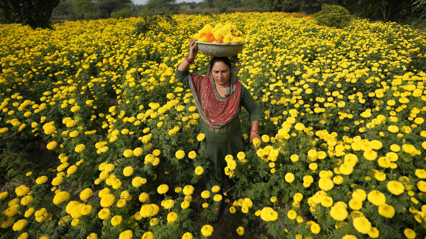 AP Week in Pictures: Global | Nov. 3 – Nov. 9, 2023 | AP News