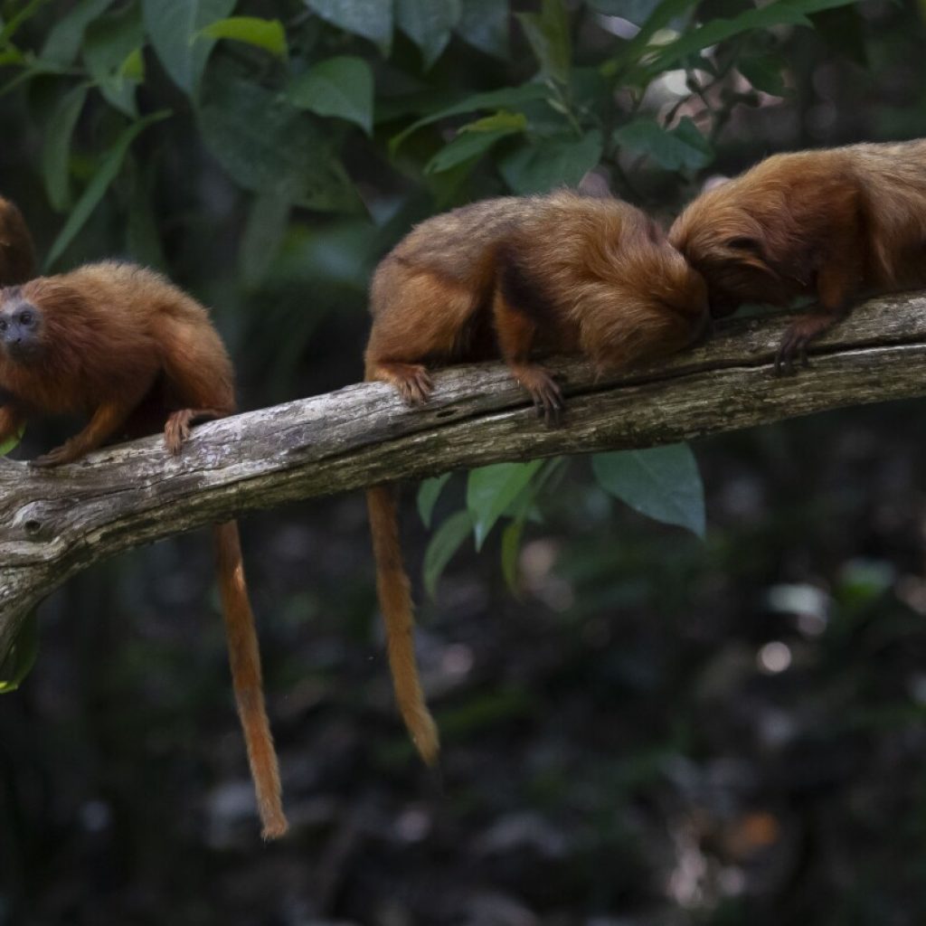 Saving Brazil’s golden monkey, one green corridor at a time | AP News