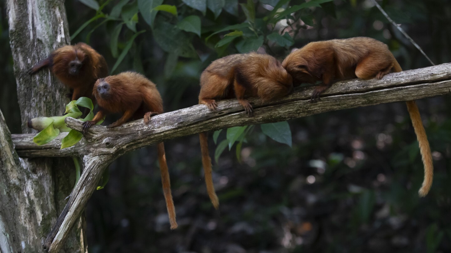 Saving Brazil’s golden monkey, one green corridor at a time | AP News