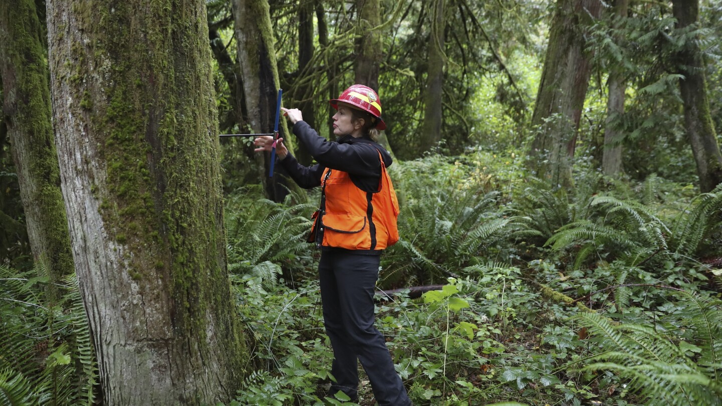 Climate change is hastening the demise of Pacific Northwest forests | AP News