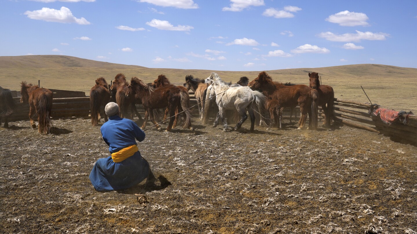 AP PHOTOS: Mongolia’s herders fight climate change with their own adaptability and new technology | AP News