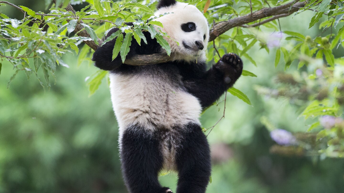 Could America’s giant panda exodus be reversed? The Chinese president’s comments spark optimism | AP News