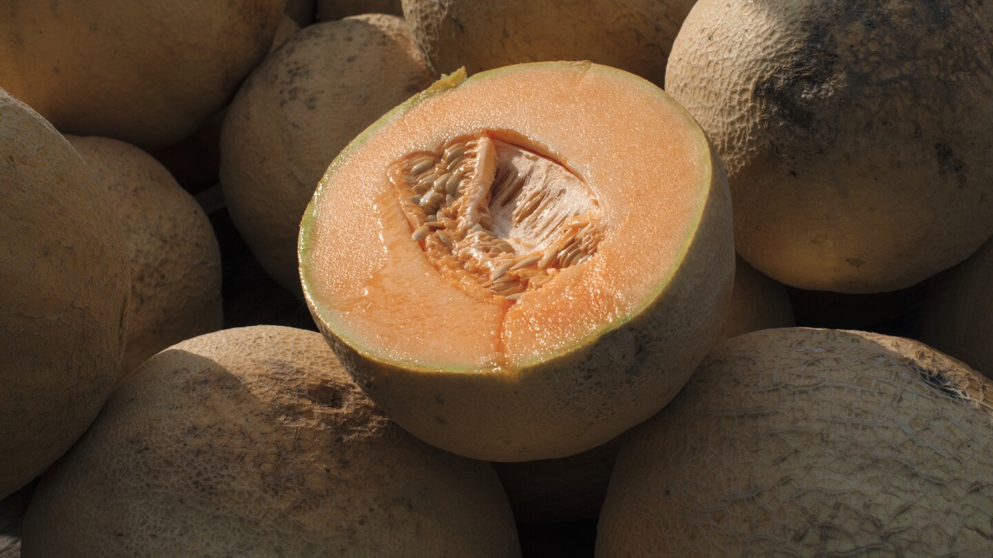 Salmonella in cantaloupes sickens dozens in 15 states, U.S. health officials say | AP News