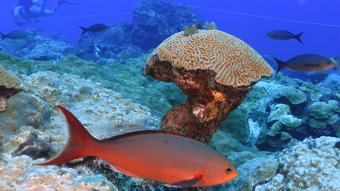 Climate change is hurting coral worldwide. But these reefs off the Texas coast are thriving | AP News