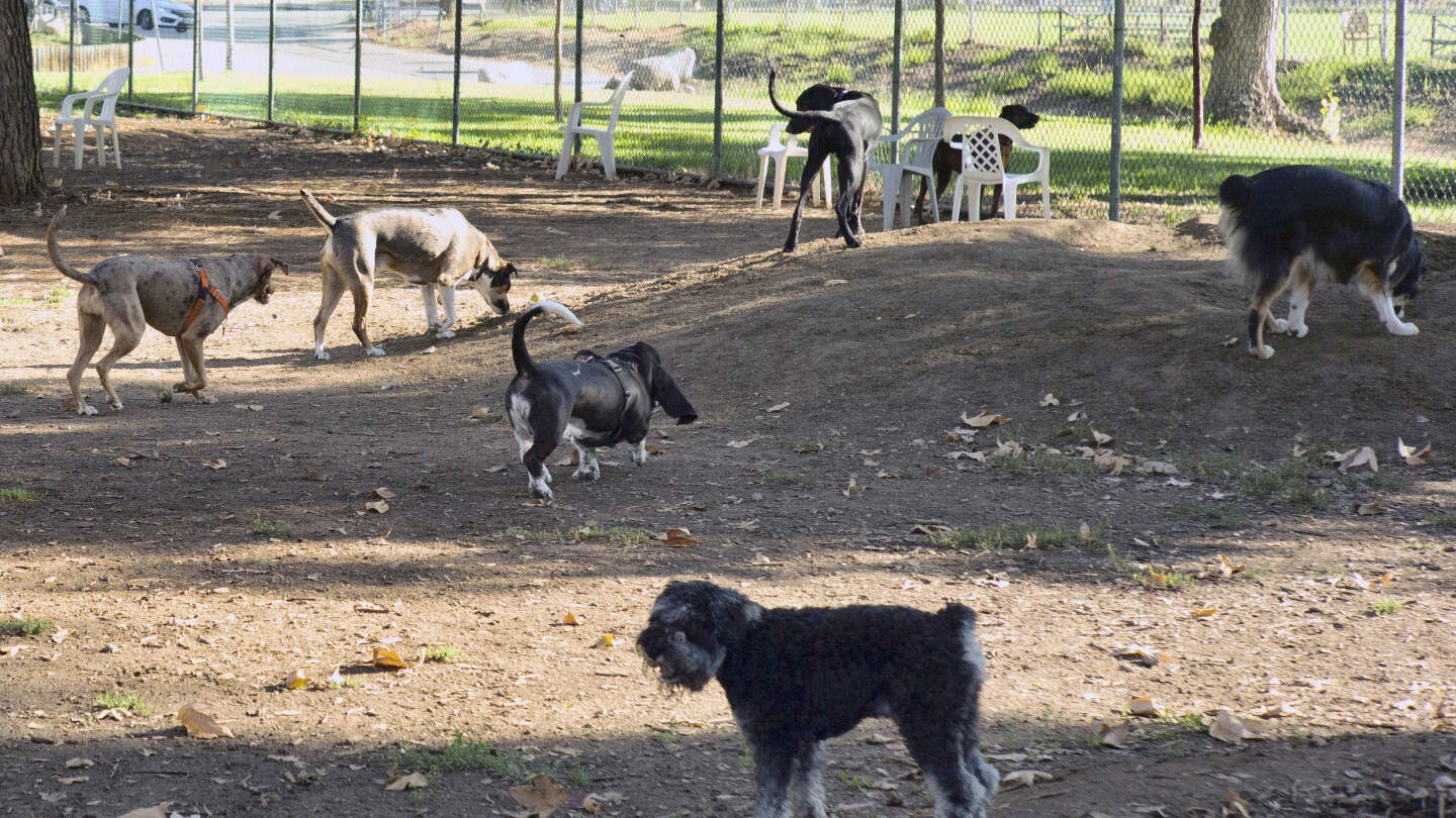 Dogs are coming down with a mysterious respiratory illness in US states | AP News