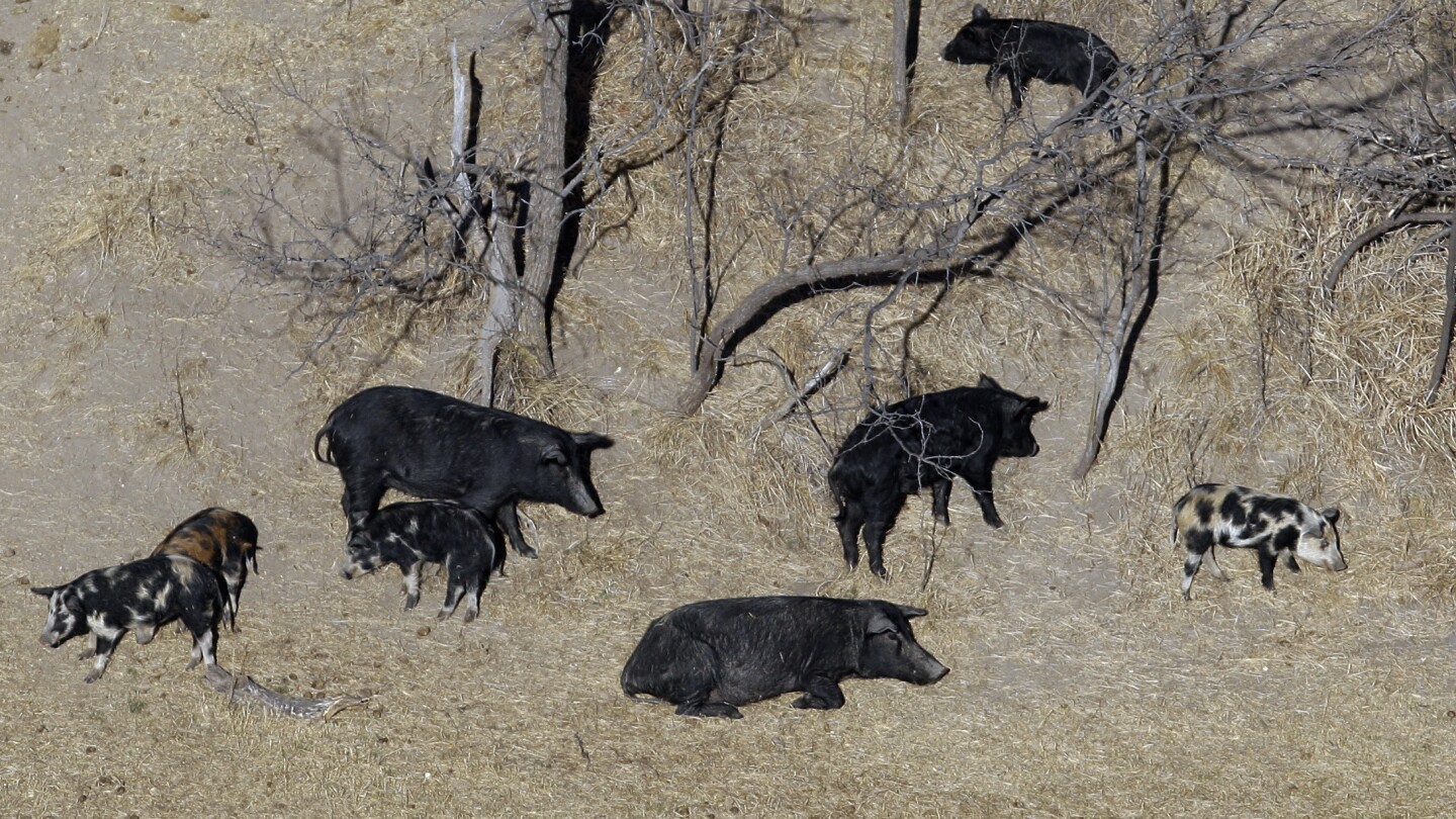 Exploding wild pig population on western Canadian prairie threatens to invade northern US states | AP News