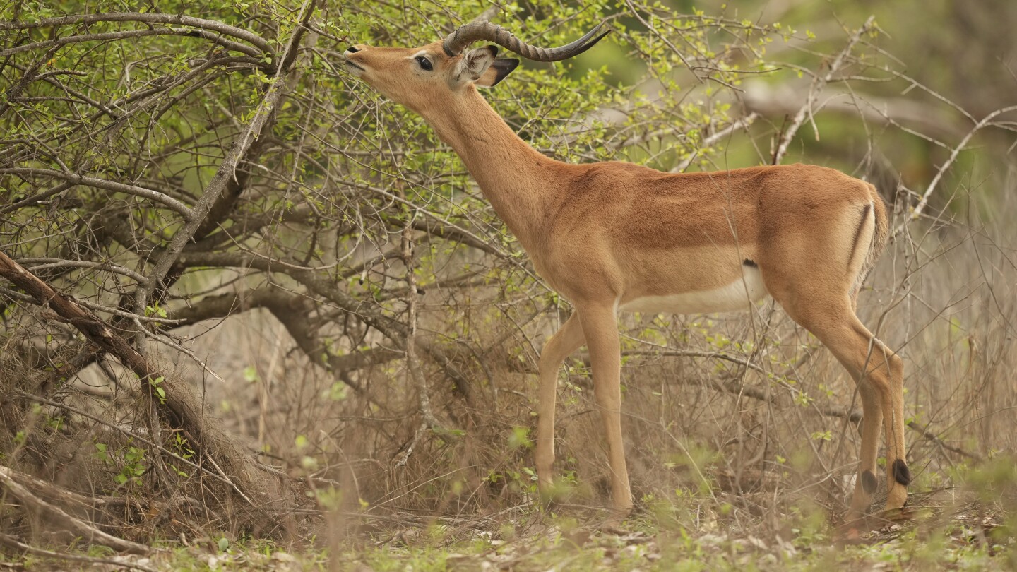 Longer droughts in Zimbabwe take a toll on wildlife and cause more frequent clashes with people | AP News