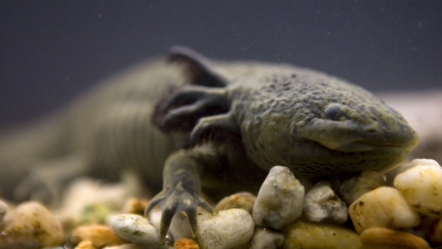 ‘Adopt an axolotl’ campaign launches in Mexico to save iconic species from pollution and trout | AP News