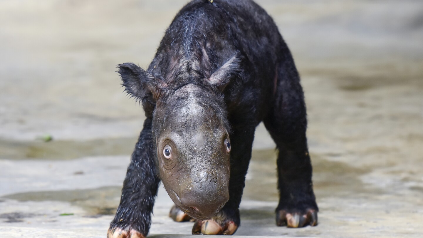 A critically endangered Sumatran rhino named Delilah successfully gives birth in Indonesia | AP News