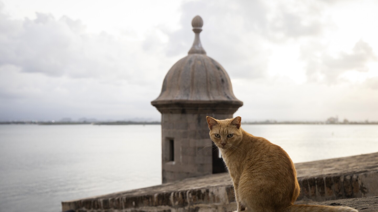 Puerto Rico’s famous stray cats will be removed from grounds surrounding historic fortress | AP News