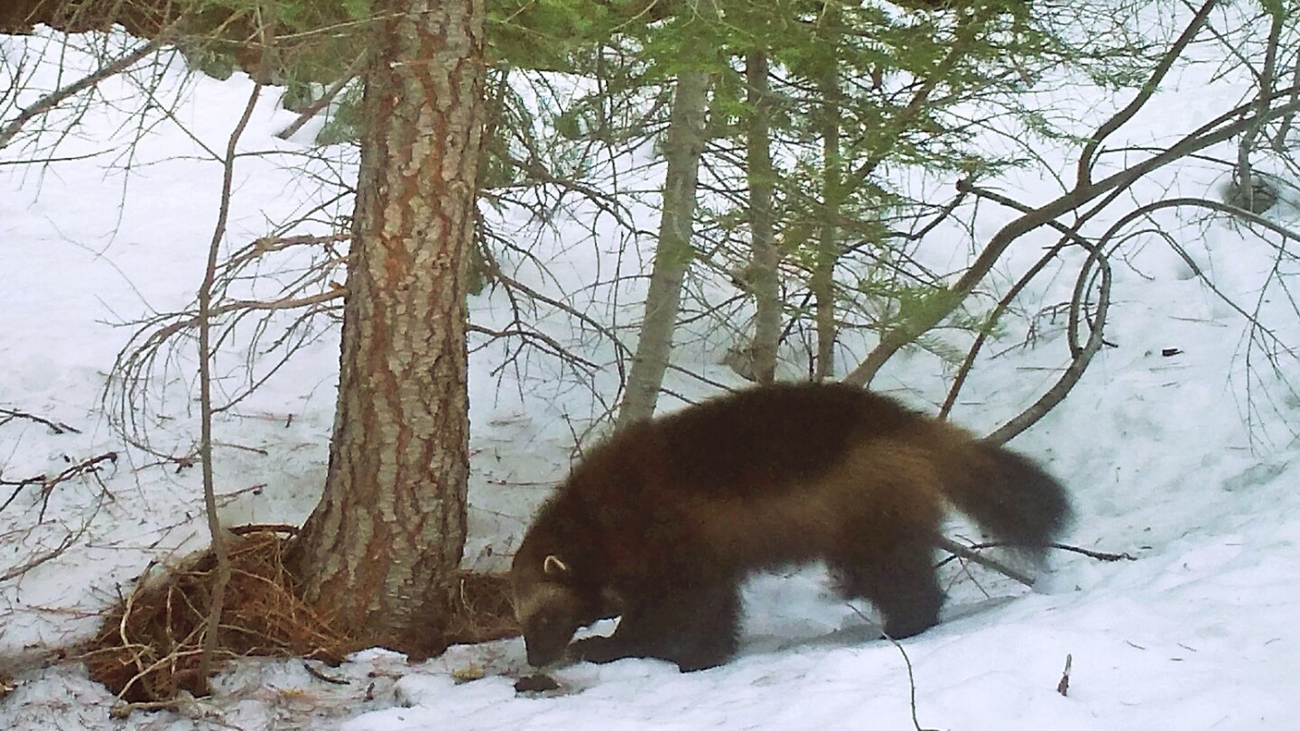 US moves to protect wolverines as climate change melts their mountain refuges, threatens extinction | AP News