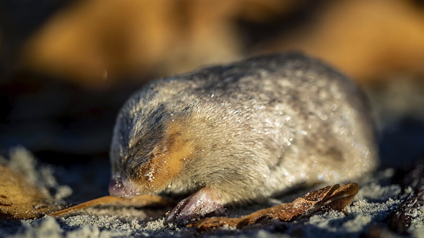 Still alive! Golden mole not seen for 80 years and presumed extinct is found again in South Africa | AP News