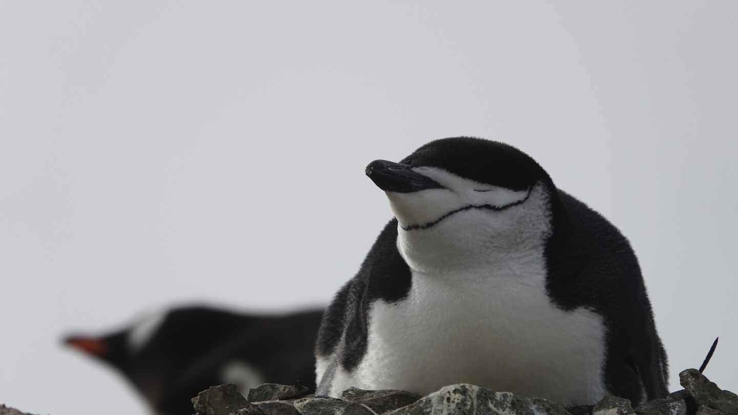 Penguins sleep for few seconds at a time to guard newborns: Study | AP News