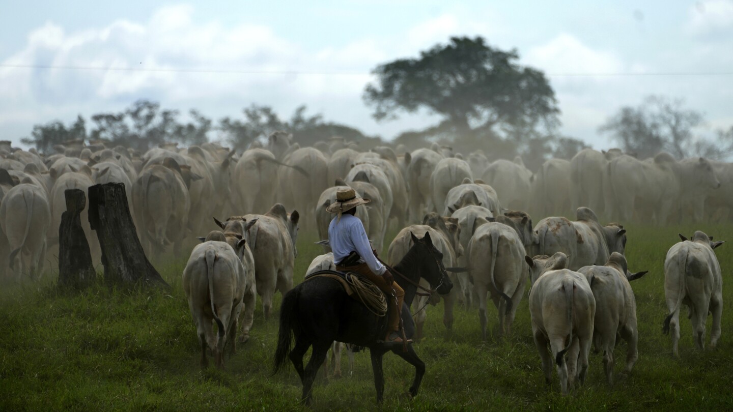 Poverty is killing the Amazon rainforest. Treating soil and farmers better can help save what’s left | AP News