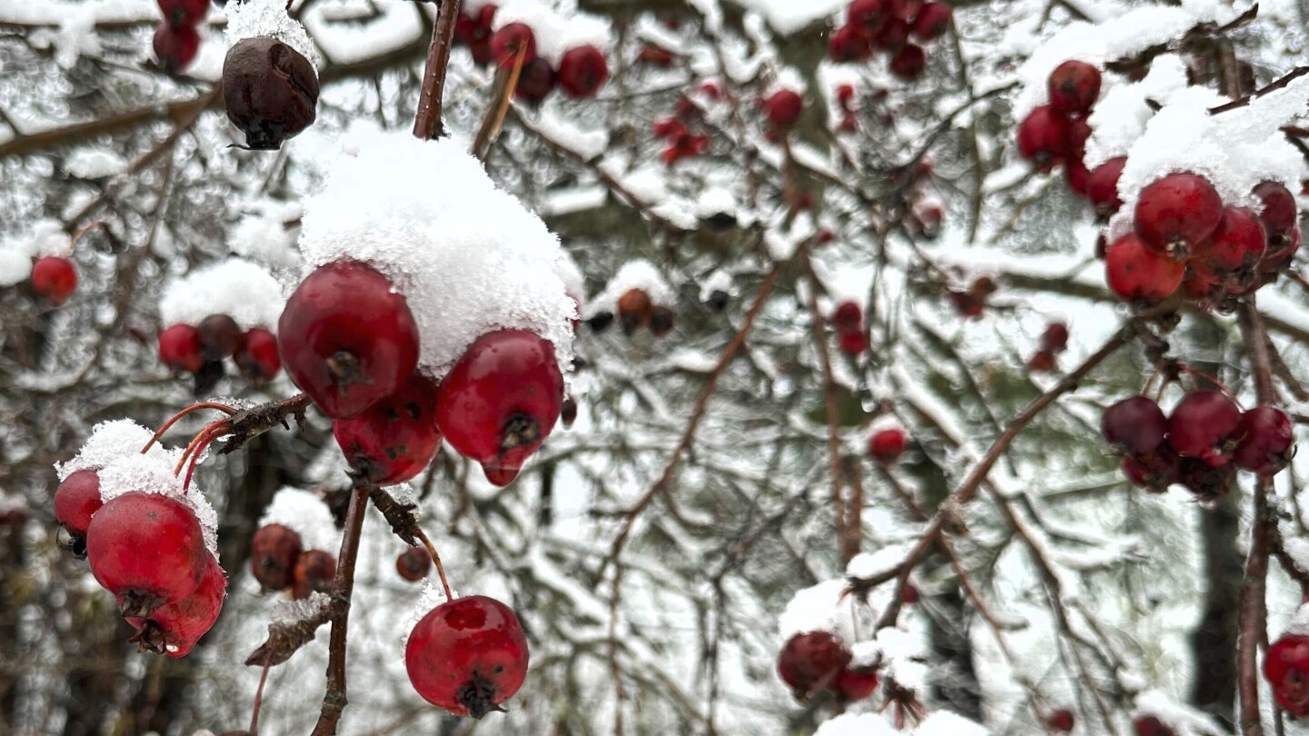 New England snow storm: Heavy snowfall causes power outages | AP News