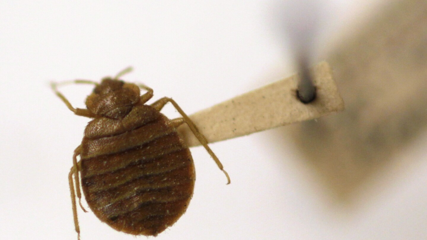 A bedbug hoax is targeting foreign visitors in Athens. Now the Greek police have been called in | AP News