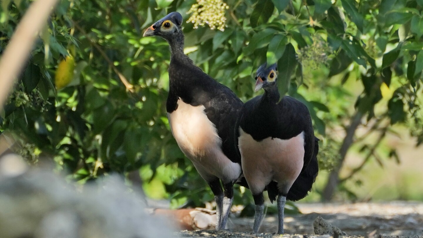 Indonesian maleo conservation faced setbacks due to development and plans for a new capital city | AP News