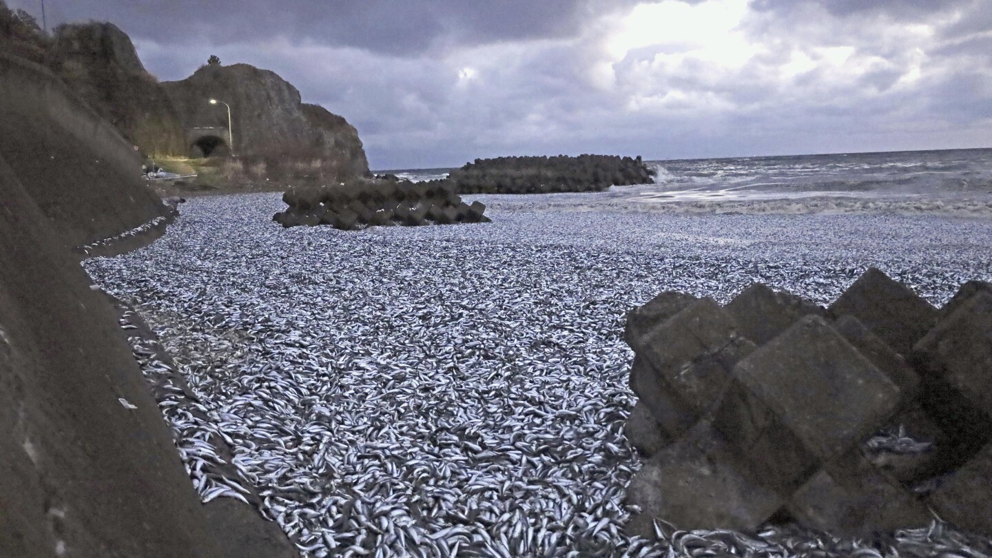 Thousands of tons of dead sardines wash ashore in northern Japan | AP News