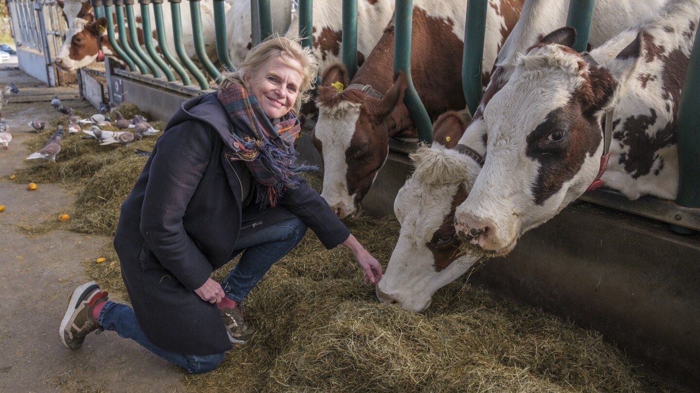 Cows in Rotterdam harbor, seedlings on rafts in India; are floating farms the future? | AP News