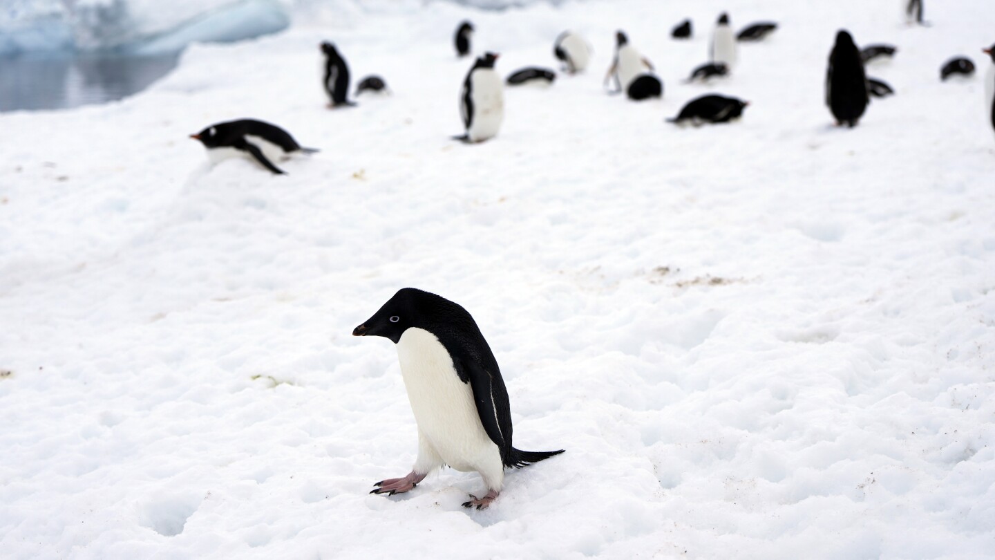 On Antarctica’s ice and in its seas, penguins in a warming world | AP News