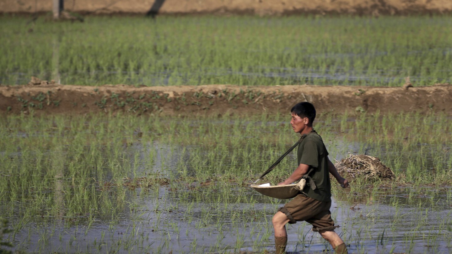 Asia lags behind pre-pandemic levels of food security, UN food agency says | AP News