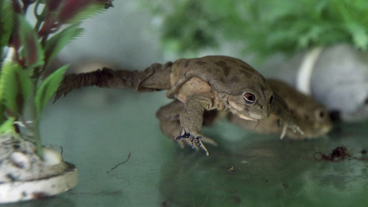 Endangered species list grows by 2,000. Climate change is part of the problem | AP News