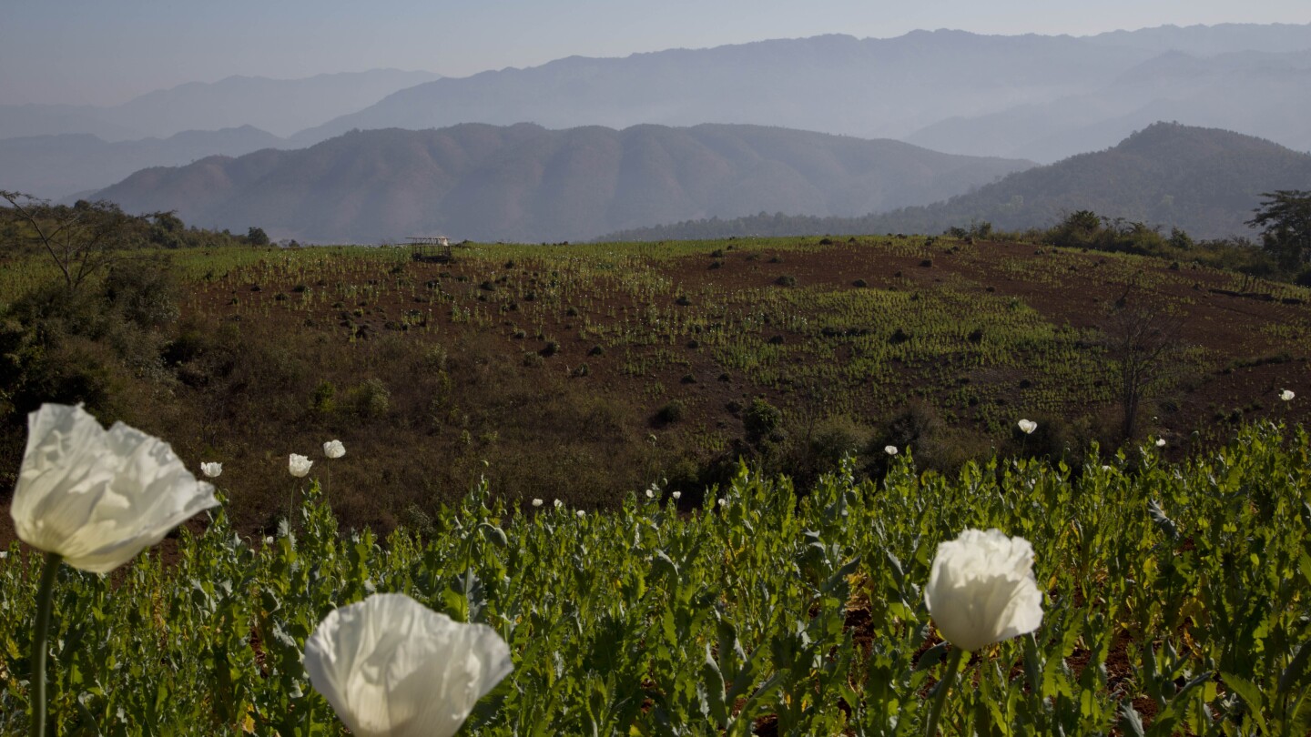 Myanmar overtakes Afghanistan as world’s top opium producer, UN says  | AP News