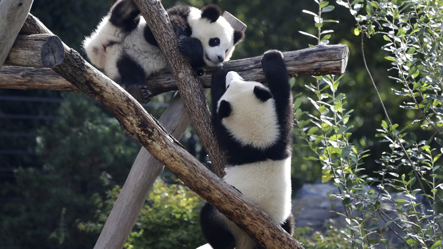 Berlin Zoo sends the first giant pandas born in Germany to China | AP News