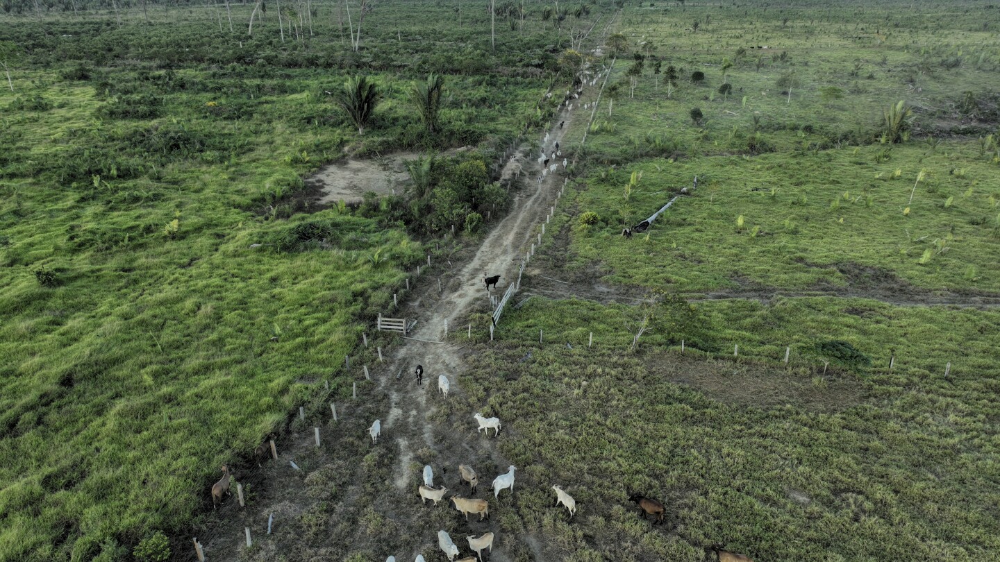 Brazil lawsuits link JBS to destruction of Amazon in protected area, seek millions in damages | AP News