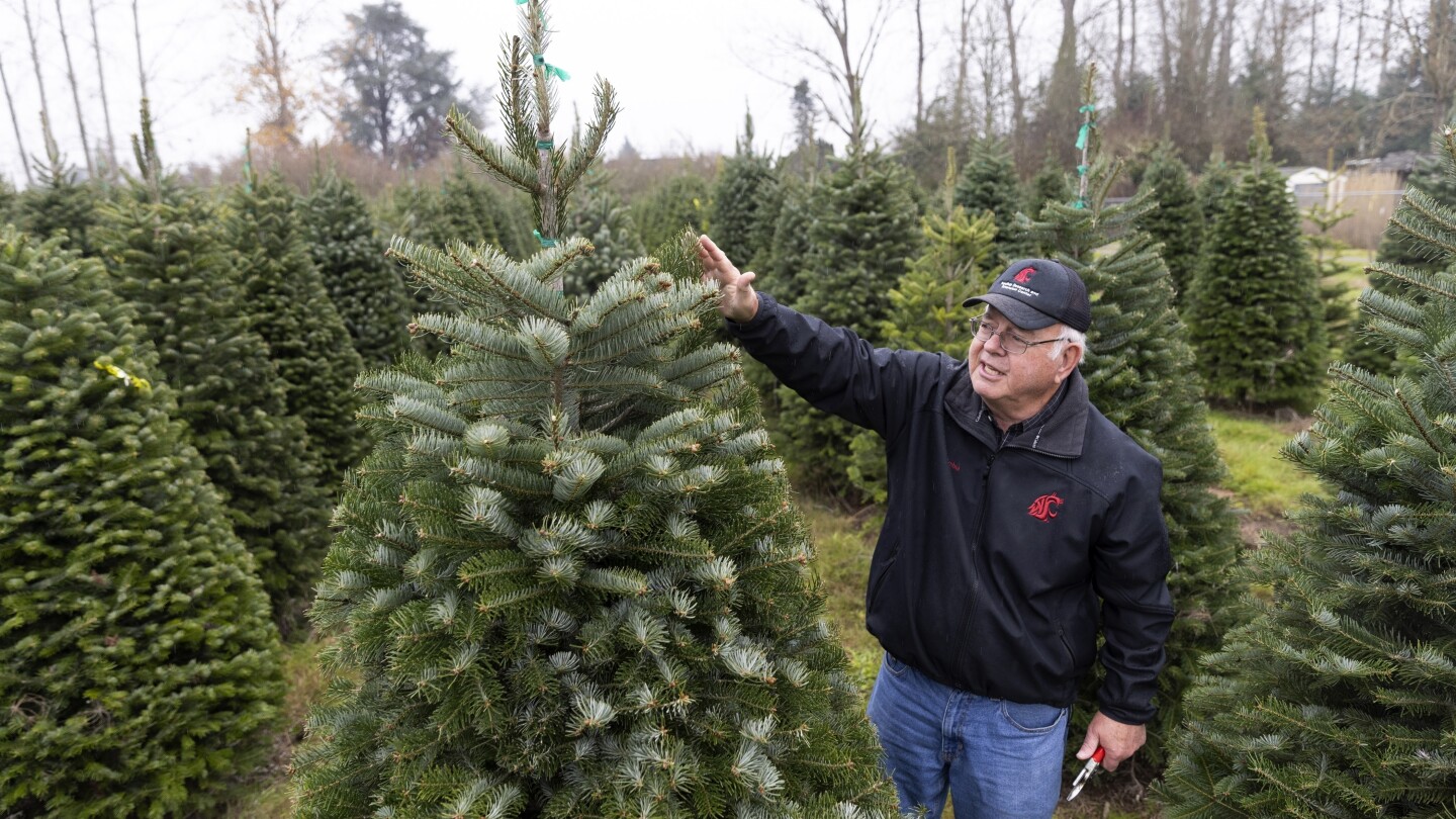 As climate warms, that perfect Christmas tree may depend on growers’ ability to adapt | AP News