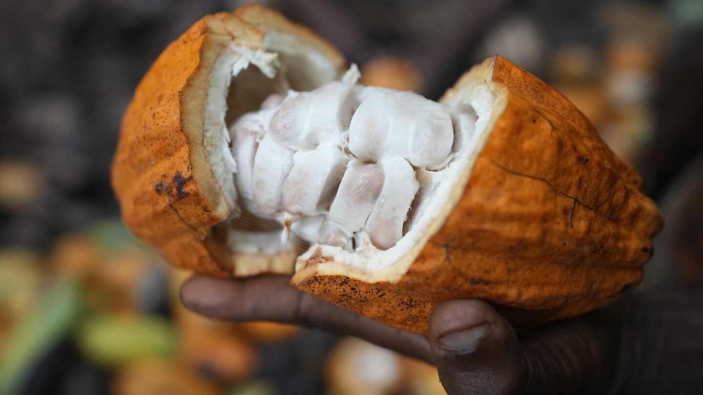 Cocoa farmers are illegally operating in a Nigerian forest | AP News