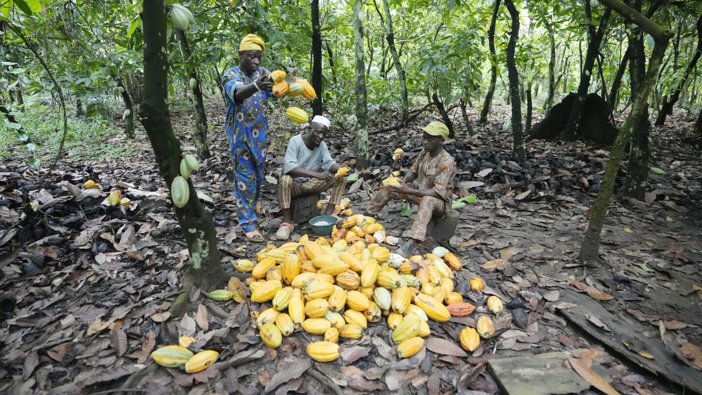 Takeaways on AP’s investigation into cocoa coming from a protected Nigerian rainforest | AP News