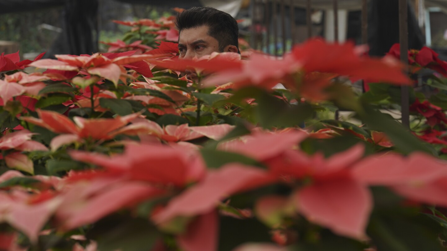 The poinsettia by any other name? Try ‘cuetlaxochitl’ or ‘Nochebuena’ | AP News