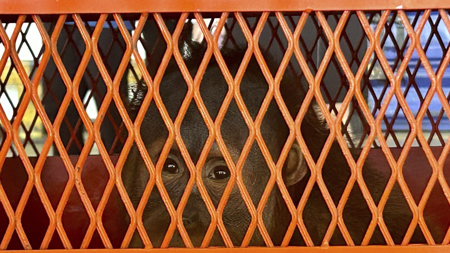 Thailand sends 3 orangutans rescued from illicit wildlife trade back to Indonesia | AP News