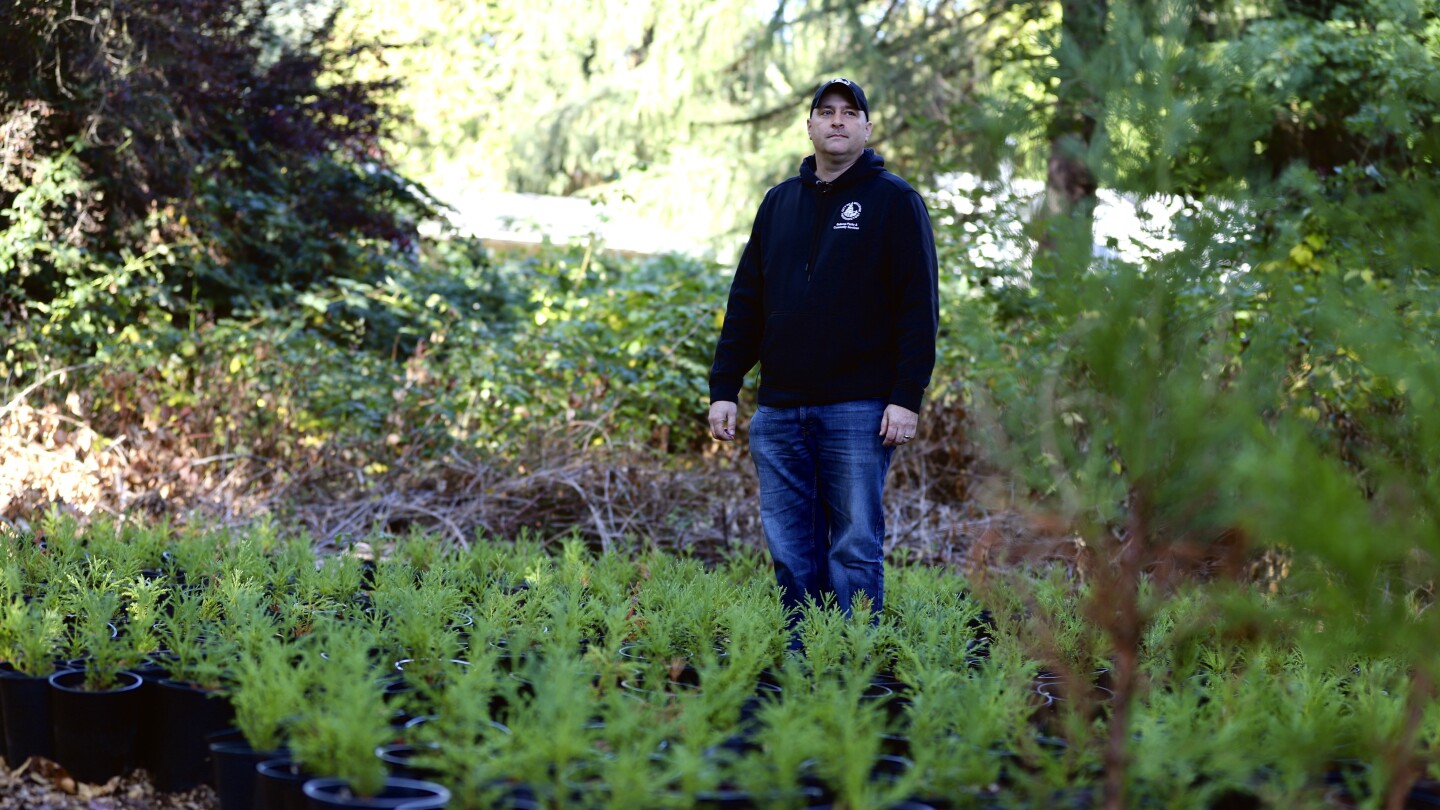 As tree species face decline, ‘assisted migration’ gains popularity in Pacific Northwest | AP News