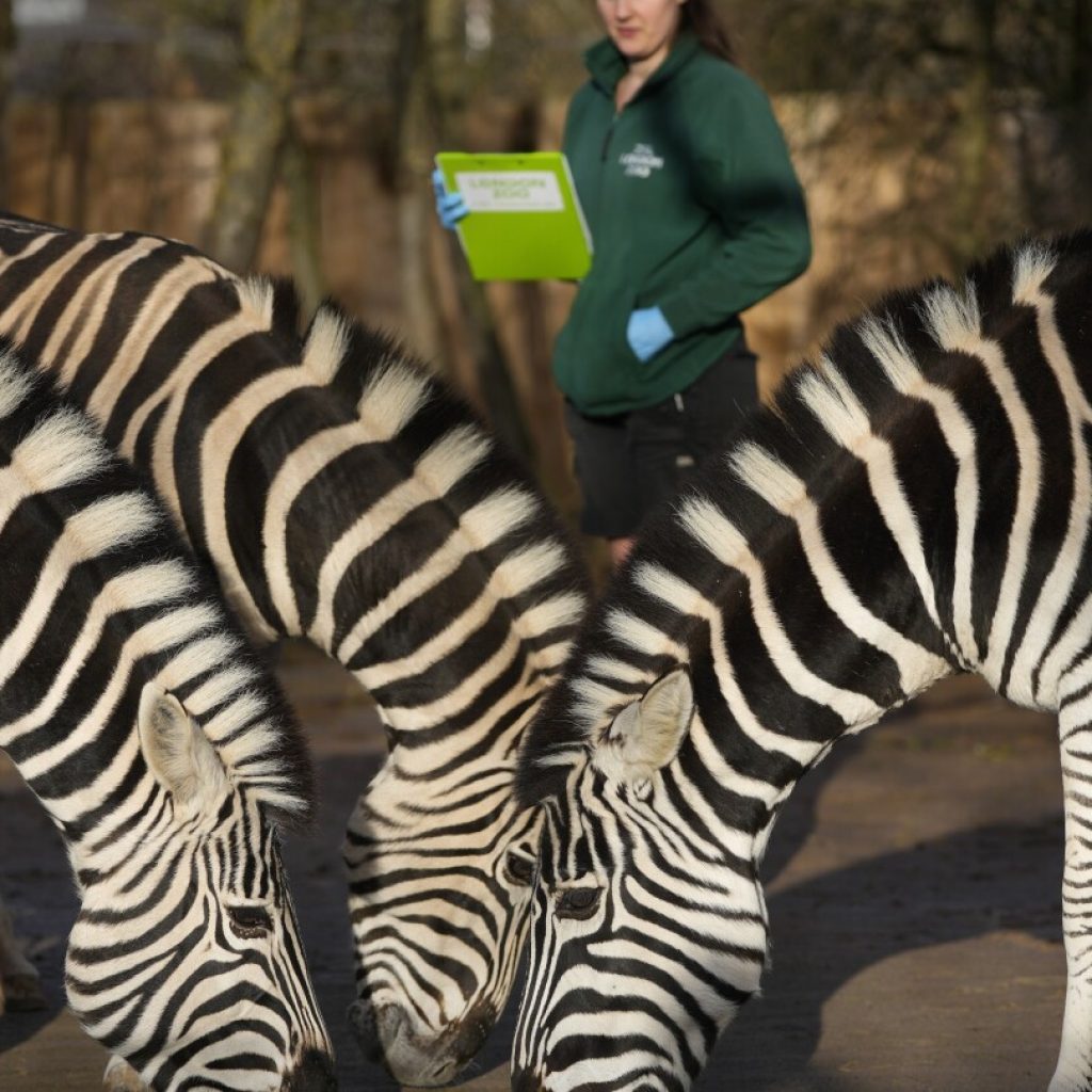 Penguins line up to be counted while tiger cub plays as London zookeepers perform annual census | AP News