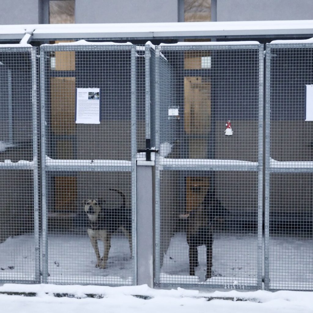 A dog shelter appeals for homes for its pups during a cold snap in Poland | AP News