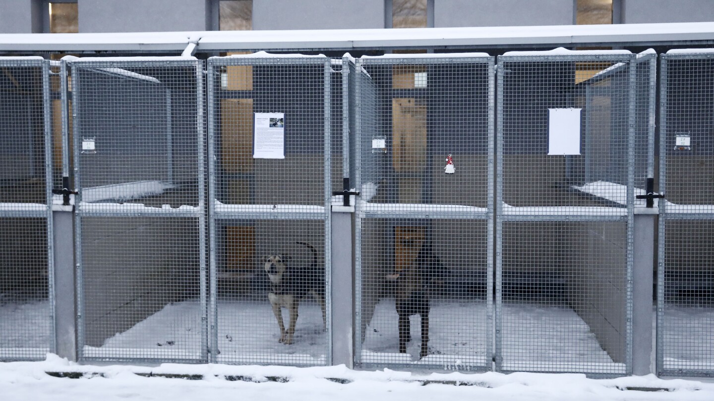 A dog shelter appeals for homes for its pups during a cold snap in Poland | AP News