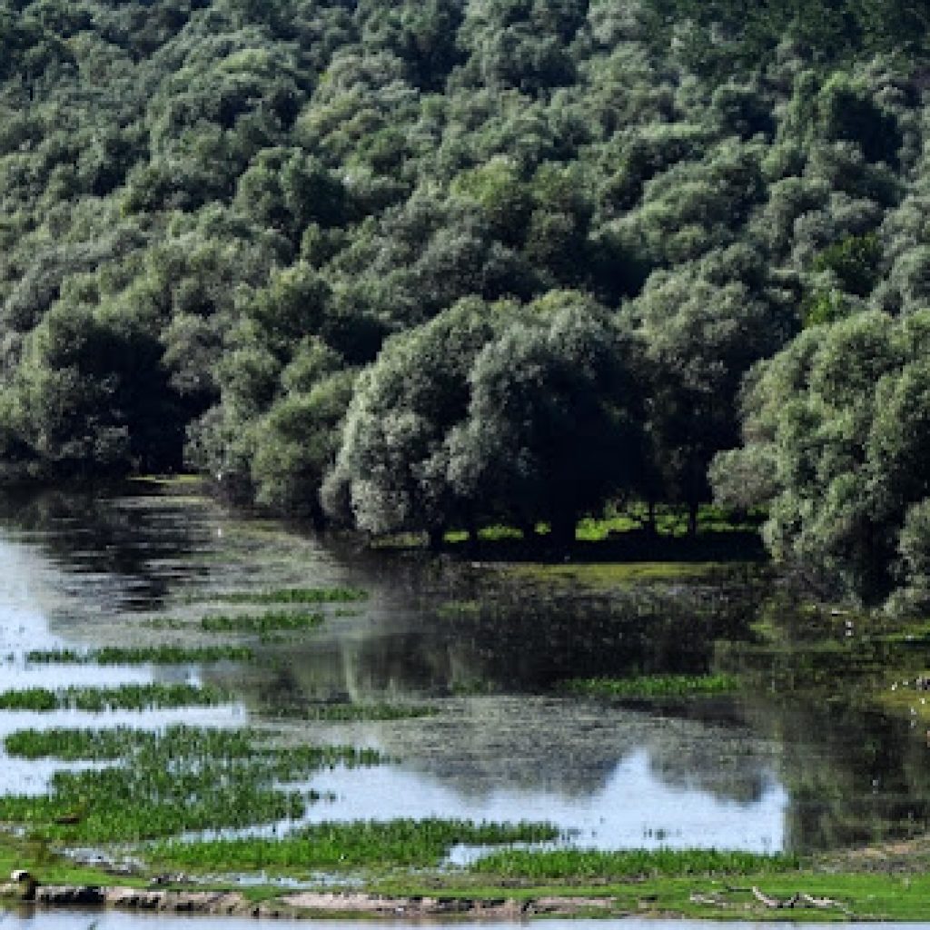 Ruža Helać (VZI) apelovala da se spasu životinje na Krčedinskoj adi koje umiru u mukama