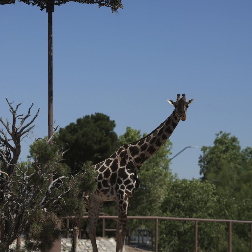 Campaign to save Benito the Giraffe wins him a new home in southern Mexico | AP News