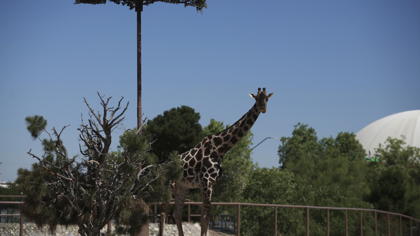 Campaign to save Benito the Giraffe wins him a new home in southern Mexico | AP News